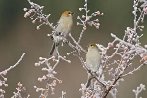 Pine Grosbeaks - in winter