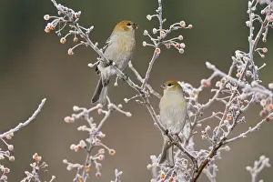 Grosbeaks Prints: Pine Grosbeaks - in winter. Female. CT, December. USA