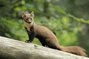 Pine marten, Germany