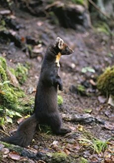 Images Dated 13th October 2006: Pine Martin Haute Savoie, France