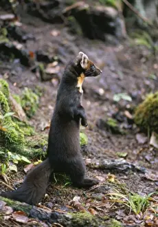 Pine Martin Haute Savoie, France