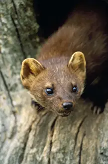 Marten Prints: Pine Martin UK