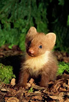 Russian Prints: Pine Martin - young, on forest floor. Ural Mountains, Russia