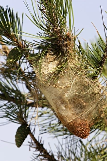 Images Dated 13th July 2006: Pine Processionary Caterpillar - coccoons