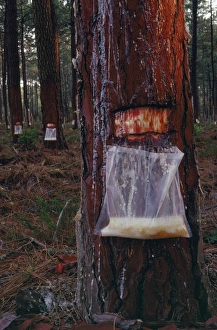 Images Dated 19th December 2007: Pine - with resin being collected Les Landes, France