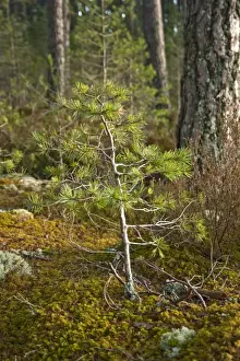 Sprouting Prints: Pine Sapling - among mature pines - Loch Garton - Cairngorm NP - Scotland