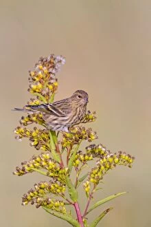 Images Dated 26th October 2012: Pine Siskin