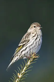 Pine Siskin
