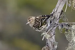 Siskin Prints: Pine Siskin