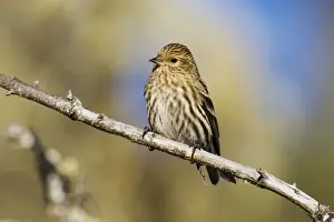 Pine Siskin