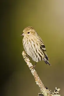 Pine Siskin