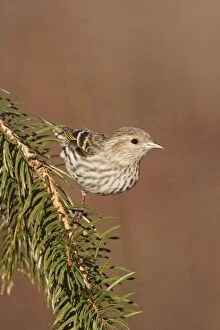 Images Dated 14th February 2009: Pine Siskin