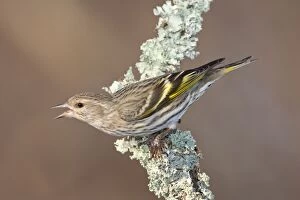 Images Dated 23rd January 2009: Pine Siskin- February in CT - USA
