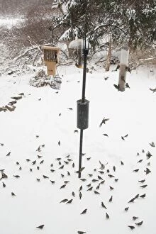 Pine Siskin - at feeder in winter snow