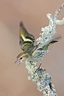 Images Dated 23rd January 2009: Pine Siskin - Green color morph - CT - USA - February