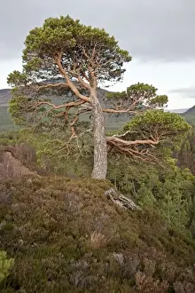 Pine Tree - Cairngorm mountain - Scotland