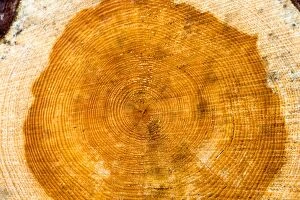 Images Dated 31st May 2014: Pine Tree cross section of a pine tree showing growth rings