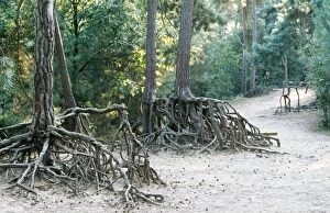 Images Dated 21st July 2004: Pine Tree Tree roots erosion in forest, Belgium