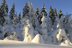 Images Dated 30th December 2010: Pine Trees - covered in snow - winter