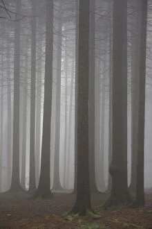 Images Dated 4th September 2014: Pine Trees in fog