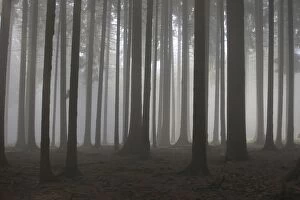Abstracts Gallery: Pine Trees in fog
