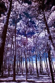 Pine Trees photographed with infrared light