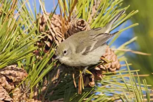 Warblers Prints: Pine Warbler - Immature female in first winter. December, CT. USA
