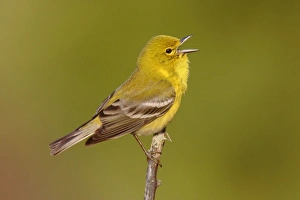 Images Dated 13th April 2006: Pine Warbler - spring plumage Connecticut, USA