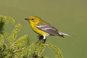 Images Dated 15th April 2010: Pine Warbler - spring plumage - Connecticut - USA