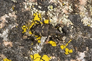 Images Dated 30th May 2007: Pine Weevil - on lichen-covered rock. Sweden