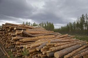Images Dated 17th November 2011: Pine Wood - pile waiting for collection Finland LA003474