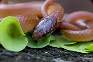 Pine Woods/ Wood Snake - Louisiana - United States