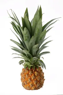 Collections: Fruit & Veg Collection