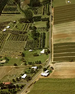 Arable Prints: Pineapple & Macadamia plantations Sunshine Coast, Queensland, Australia JPF48685