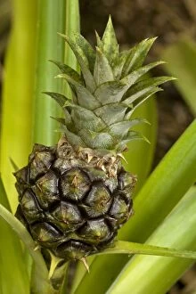 Images Dated 19th July 2007: Pineapple - Pineapples were first cultivated by indigenous tribes of Brazil and Paraguay