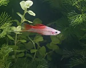 Pineapple swordtail – side view male- tropical freshwater – variant 002707