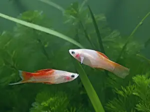 Sword Tail Prints: Pineapple swordtail – side view pair - tropical freshwater – variant 002708