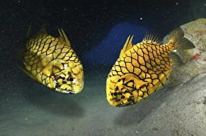 Pineapplefish, Cleidopus gloriamaris, inside