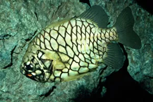 Pinecone Fish - symbiotic bacteria-biolumnescent organs