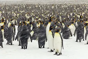 Penguin Prints: Pinguin