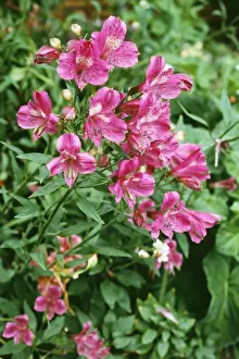 Pink Alstroemeria Flowers