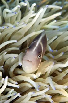 Pink Anemonefish in blue-tipped Leathery Sea Anemone