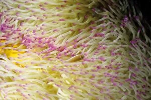Pink anemonefish in a Magnificent sea anemone (Heteractis