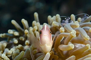 Pink Anemonefish - in Magnificent Sea Anemone