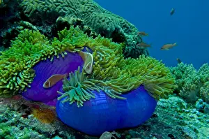 Reefs Prints: Pink Anemonefish - around an unsually bright blue sea anemone (heteractis magnifica) Papua New Guinea