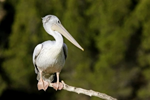 Images Dated 1st December 2006: Pink-backed Pelican