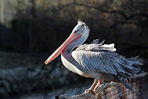 Images Dated 3rd January 2005: Pink-backed Pelican. Captive