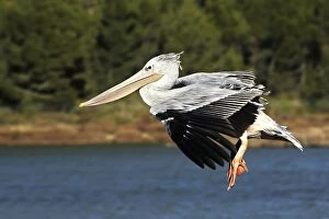 Pink-backed Pelican - in flight
