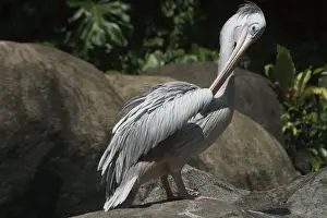 Pink-backed Pelican - Preening. An African species inhabiting lakes dams estuaries lagoons and slow moving rivers