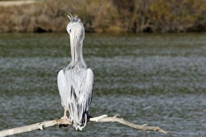 Images Dated 1st December 2006: Pink-backed Pelican - preening